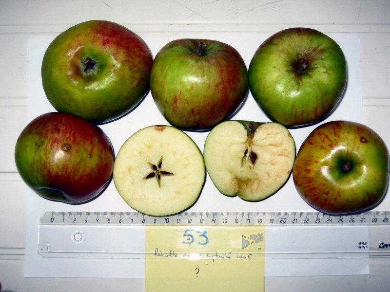 DÃ©termination de la variÃ©tÃ© par les fruits.