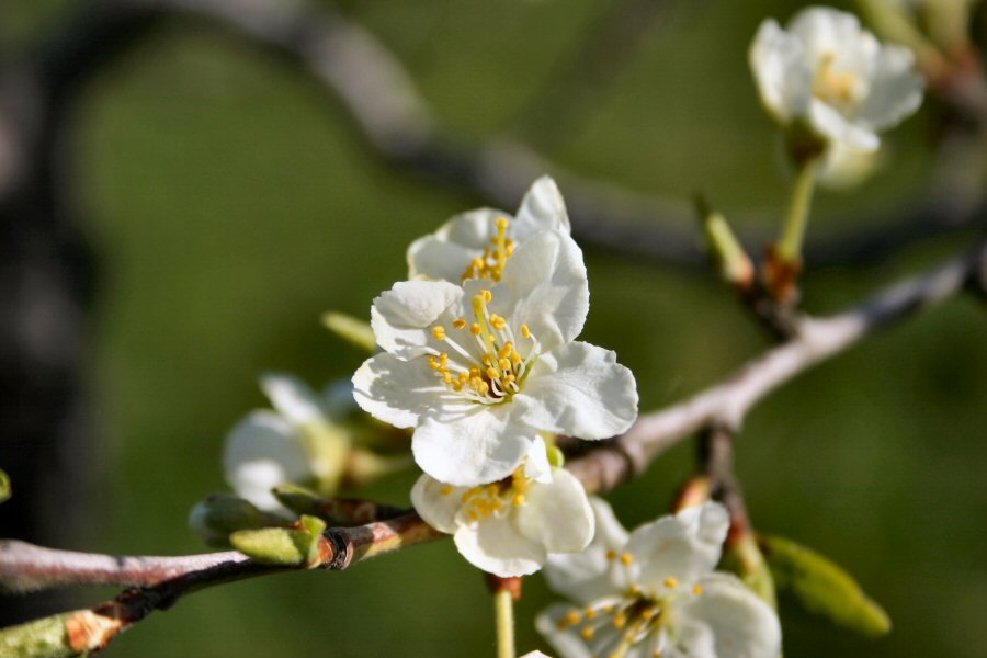 DÃ©termination de la variÃ©tÃ© par les fleurs.